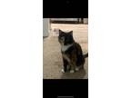 Adopt Gemini a White Domestic Shorthair / Domestic Shorthair / Mixed cat in El