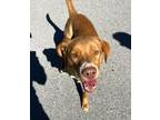 Adopt Luie a Labrador Retriever / Mixed dog in Cleveland, TN (38652891)