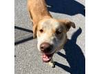 Adopt Alfie a Labrador Retriever / Mixed dog in Cleveland, TN (38652890)