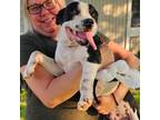 Adopt Timber a White - with Black Boston Terrier / Staffordshire Bull Terrier /