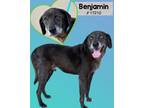 Adopt Benjamin a Black Labrador Retriever dog in Alvin, TX (38706570)
