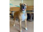 Adopt Jessie a Red/Golden/Orange/Chestnut Boxer / Black Mouth Cur dog in Alvin