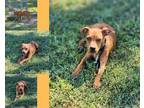 Adopt Chipotle a Red/Golden/Orange/Chestnut Terrier (Unknown Type