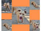 Adopt Frida a Tan/Yellow/Fawn American Pit Bull Terrier / Mixed dog in St.