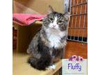 Adopt Fluffy a Gray, Blue or Silver Tabby Domestic Longhair / Mixed (long coat)