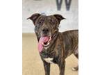Adopt Link a Brindle American Staffordshire Terrier / Mixed dog in Columbia