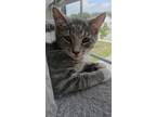 Adopt Baloo a Gray or Blue (Mostly) Domestic Shorthair / Mixed (short coat) cat