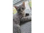 Adopt Akela a Gray or Blue (Mostly) Domestic Longhair / Mixed (long coat) cat in