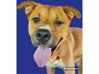 Adopt Lancelot a American Staffordshire Terrier / Mixed dog in Rockport