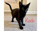 Adopt Kade a All Black Domestic Mediumhair (medium coat) cat in New Milford