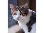 Adopt Breckenridge a Domestic Shorthair / Mixed (short coat) cat in North Fort