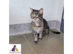 Adopt Malachi a Brown Tabby Domestic Shorthair (short coat) cat in Eighty Four