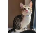 Adopt Mousse a Domestic Shorthair / Mixed (short coat) cat in Fremont