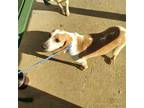 Adopt Anna Belle a Red/Golden/Orange/Chestnut - with White Beagle / Mixed dog in