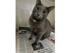 Adopt Grady a Domestic Shorthair / Mixed cat in Errington, BC (38687623)