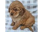 Cocker Spaniel Puppy for sale in Madisonville, TN, USA