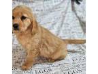 Cavapoo Puppy for sale in Madisonville, TN, USA