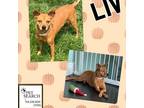 Adopt Liv a Tan/Yellow/Fawn Mixed Breed (Small) / Mixed dog in Washington