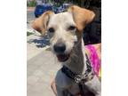 Adopt Sherman a Tan/Yellow/Fawn Mixed Breed (Medium) / Mixed dog in Los Angeles