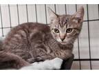 Adopt Cinder a Gray, Blue or Silver Tabby Domestic Shorthair / Mixed (short