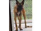 Adopt Troy a Tan/Yellow/Fawn - with Black Belgian Malinois / Mixed dog in