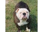 Bulldog Puppy for sale in Bolivar, MO, USA