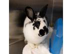 Adopt Clover a New Zealand / Mixed rabbit in Des Moines, IA (38661701)