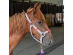 Adopt Mesita a Grade / Mixed horse in Des Moines, IA (38654966)