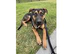 Adopt Clyde a Black - with Tan, Yellow or Fawn German Shepherd Dog / Black Mouth