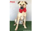 Adopt Anya a Tan/Yellow/Fawn - with Black German Shepherd Dog / Mixed dog in San