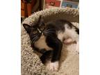 Adopt Hemlock a Domestic Shorthair cat in Tracy, CA (38681005)