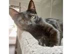 Adopt Bergen a All Black Domestic Shorthair / Mixed cat in Fort Worth