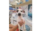 Adopt nia a White - with Red, Golden, Orange or Chestnut Jack Russell Terrier /