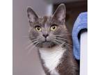 Adopt Ru a Gray or Blue Domestic Shorthair / Mixed cat in Asheville