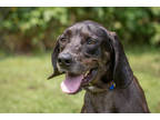 Adopt Scout a Brown/Chocolate Hound (Unknown Type) / Mixed dog in Georgetown