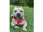 Adopt Taurus a Tan/Yellow/Fawn - with White Pit Bull Terrier / Mixed dog in