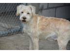 Adopt Peluchin a Tan/Yellow/Fawn Terrier (Unknown Type, Medium) / Mixed dog in
