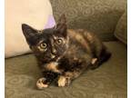 Adopt Helvetica a All Black Domestic Shorthair / Domestic Shorthair / Mixed cat