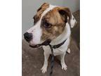 Adopt Babbs a Boxer / Hound (Unknown Type) / Mixed dog in Lexington
