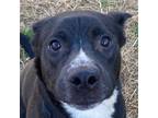 Adopt Domino a Black - with White Border Collie / Mutt / Mixed dog in Luttrell