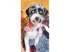 Adopt Clark a White - with Gray or Silver Cockapoo / Mixed dog in Glenville