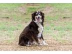 Adopt Pete a Brown/Chocolate - with White Australian Shepherd / Mixed dog in