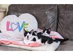 Adopt Euro & Feta a Black & White or Tuxedo Domestic Shorthair (short coat) cat