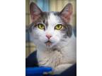 Adopt Pasta a White Domestic Shorthair / Domestic Shorthair / Mixed cat in