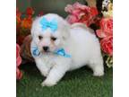 Bichon Frise Puppy for sale in Lebanon, MO, USA