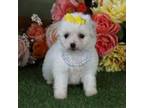 Bichon Frise Puppy for sale in Lebanon, MO, USA