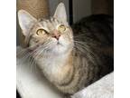 Adopt Egg Roll a Domestic Short Hair