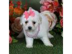 Bichon Frise Puppy for sale in Lebanon, MO, USA
