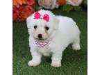 Bichon Frise Puppy for sale in Lebanon, MO, USA