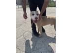 Adopt Dave a Tan/Yellow/Fawn - with White Pit Bull Terrier / Mixed dog in Crete